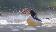 �����׸������