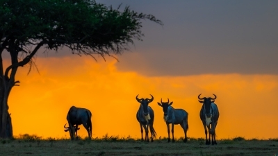 �����Ļƻ�