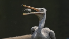 �������