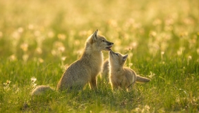 ��ԭ���顪��ɳ��