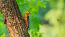 ����Ŀ��