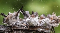 ���з�������ң