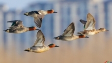 Ǩ���е��̳�Ѽ