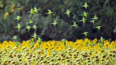 ���ķ������տ�