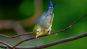���׵Ĳʺ�