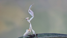 ������͸