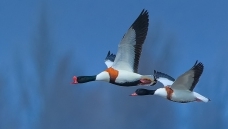 ����˫��