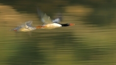 ����˫��