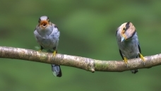 С���ڳ���