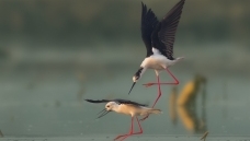 �峿��ս--�ڳ᳤����