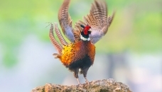 չʾ