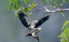 �׸����������