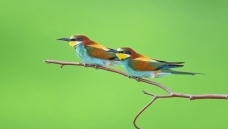 �ƺ��仢һ��