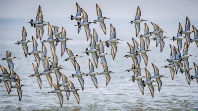 Ⱥ������