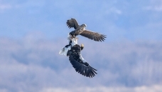 ���ղ���