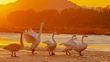 ���ջ���