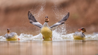 ����̤��