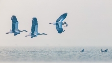 �����׺�