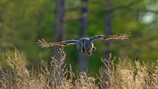 ���зɳ������^