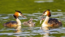 һ����ʳ����