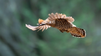 ��β黼�.����