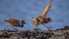 ����������ߡ�-----������