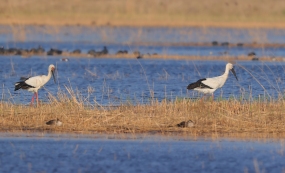 �ٸ�ɭ�ֹ�԰ż����������