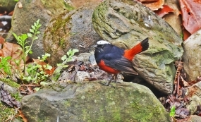 ��ͷ�ӽ�׶�Ϫ�