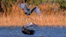 �Ӹ�����