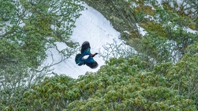 �ֺ�ѩԭ�ɲʺ�