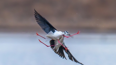��ײ����