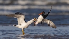 ⧲�����������βŸ������