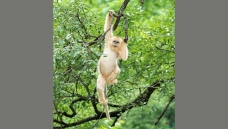 �����-----