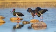 ���̻���