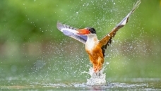 ������ԡ