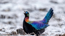 ��β����