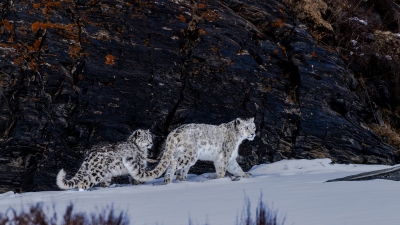 ���Ŵ���ȥѲɽ