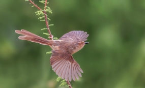 Ұ�����񣬳�����Ȼ