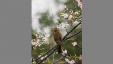 ��ƽ�֡����ջ�ü