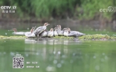 中華秋沙鴨——祝賀長春小馬哥的素材在央視