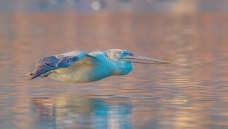 ���ӹ�ˮ�桿