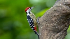 ������ľ��