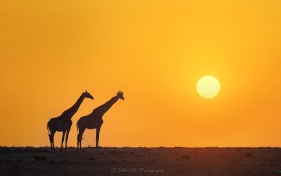 2017 �ļ�����Ұ��������Ӱ�ּǣ�����