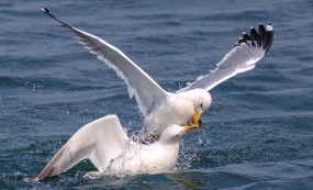 �����뺣Ÿ֮�䣬����һ����