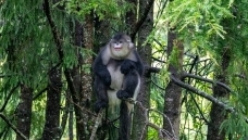 ����Զ��