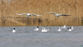 �����еĺ���Ÿ