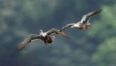 ����Ѽ�뾵