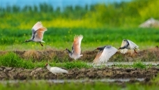 �Ͳ˻����� ���q��ʳæ