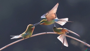 �����̴�