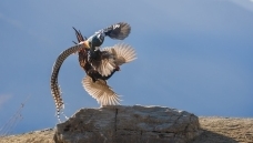 �������